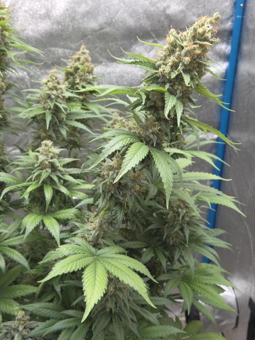 Skywalker OG. Week 14