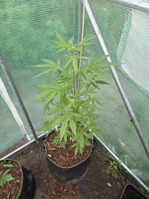 Special Queen Auto 1. Week 7