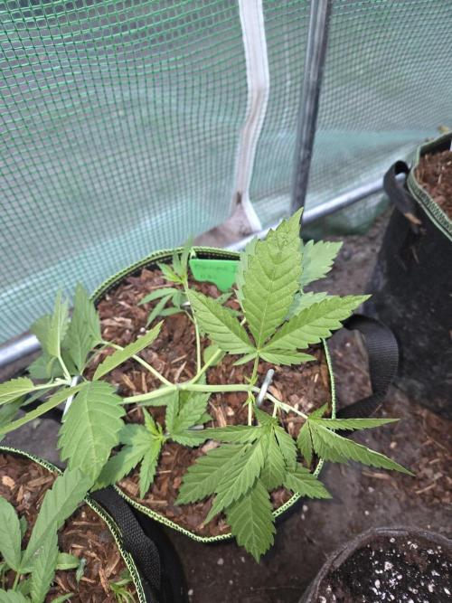 OG Kush. Week 4 - #1