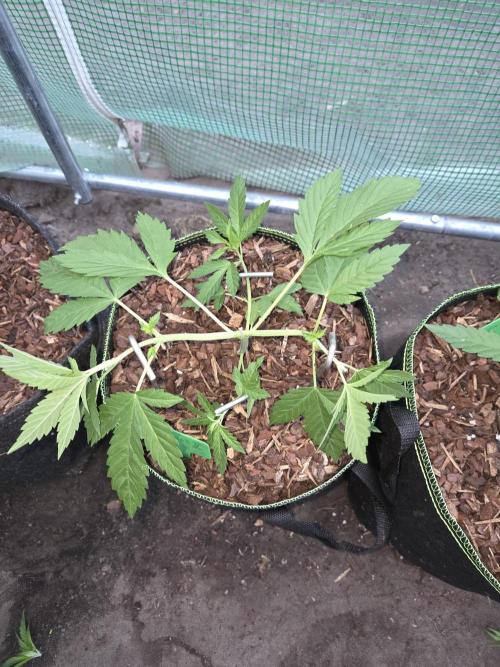 OG Kush. Week 4 - #2
