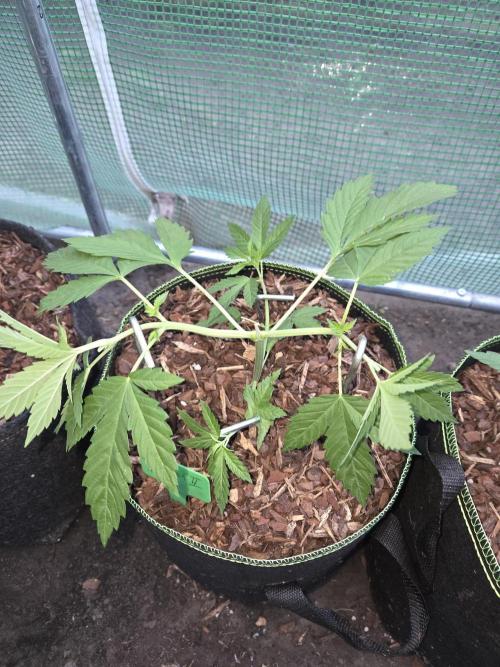 OG Kush. Week 4 - #2