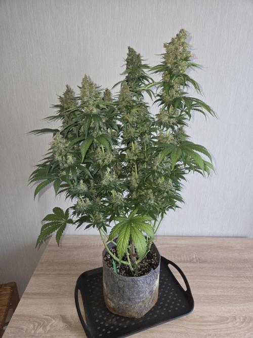 Skywalker OG. Week 15 - vorher