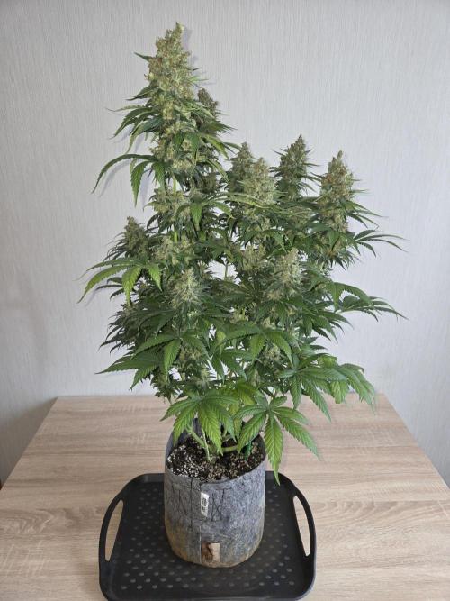 Skywalker OG. Week 15 - vorher
