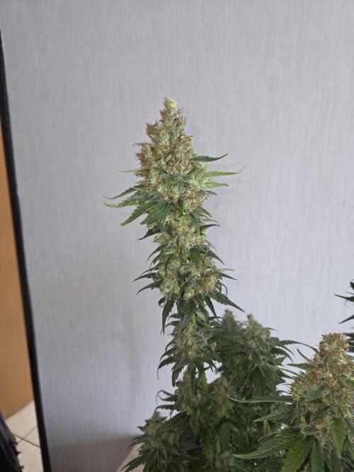 Skywalker OG. Week 15 - nachher