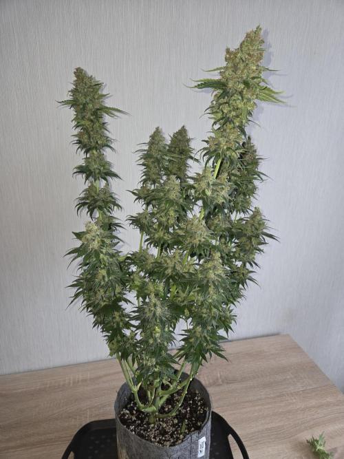 Skywalker OG. Week 15 - nachher