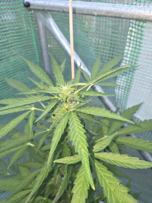 Special Queen Auto. Week 8
