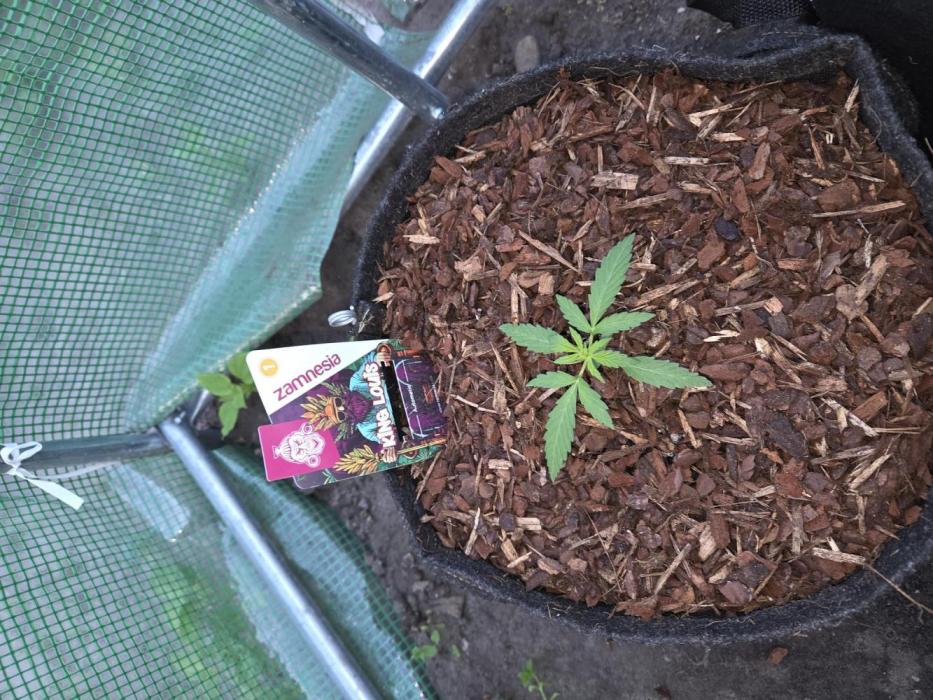 King Louis Auto. Week 2