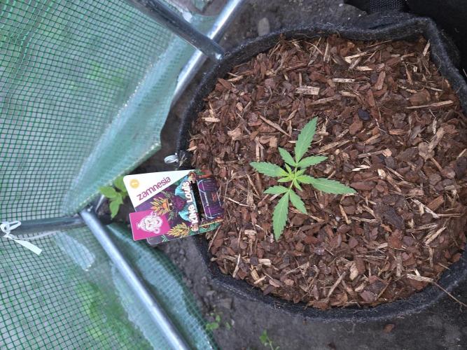 King Louis Automatic. Week 2