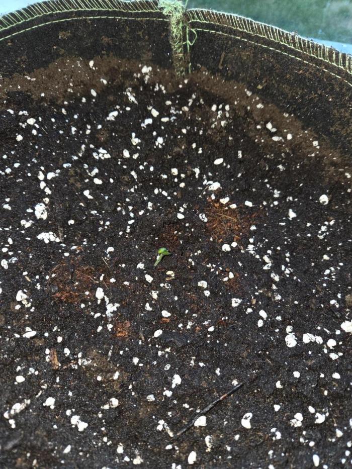 Godfeather OG F1 Auto. Week 0