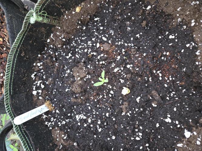 Godfeather OG F1 Auto. Week 1