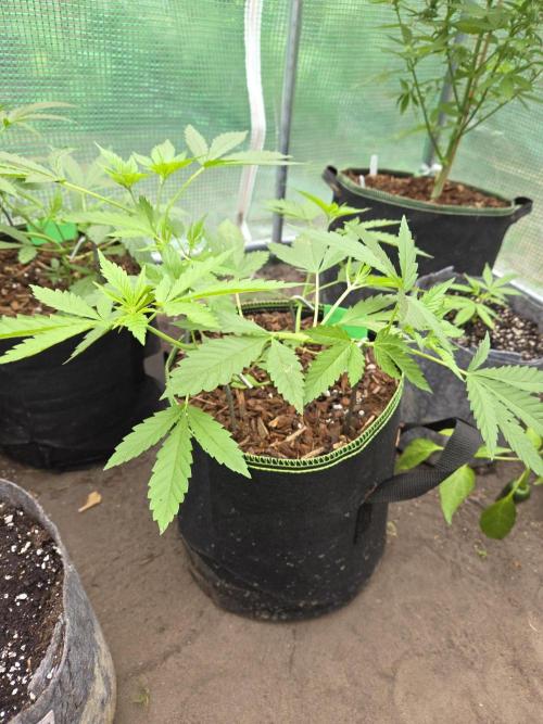 OG Kush. Week 5 - #1
