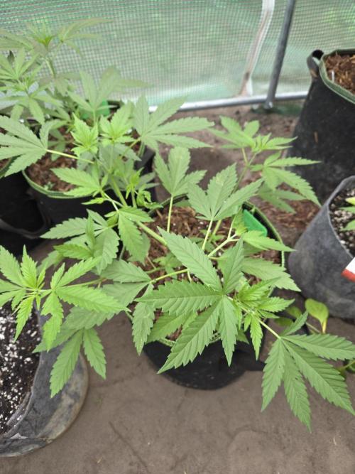 OG Kush. Week 5 - #1