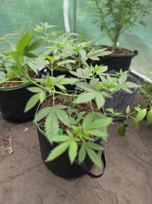 OG Kush. Week 5 - #2