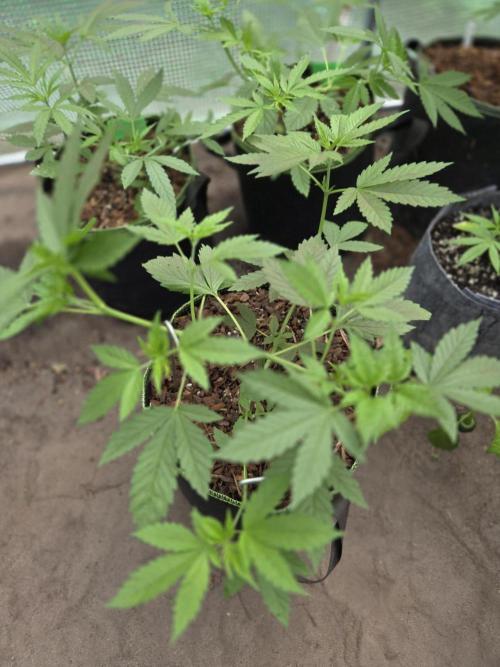 O.G. Kush. Week 5
