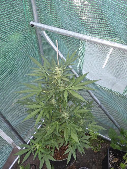 Special Queen Auto. Week 9