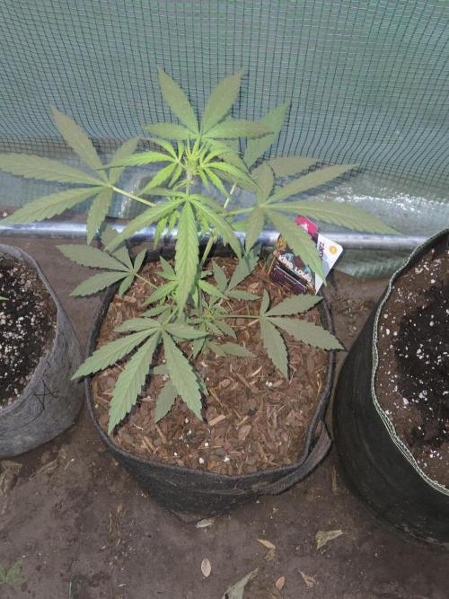 King Louis Auto. Week 3