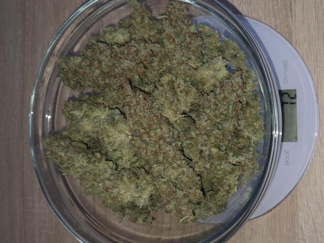 Skywalker OG. Week 15 - Ernteergebniss