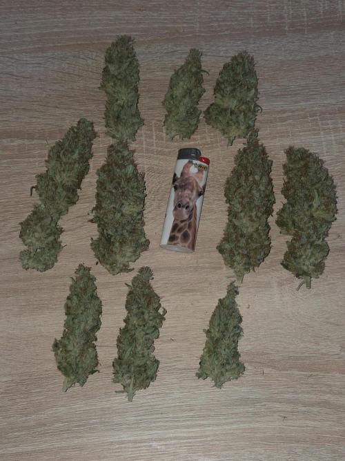 Skywalker OG. Week 15