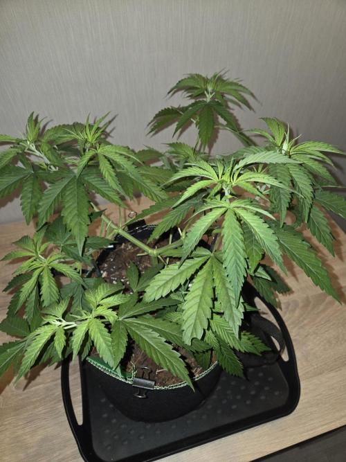 OG Kush. Week 6 - #1