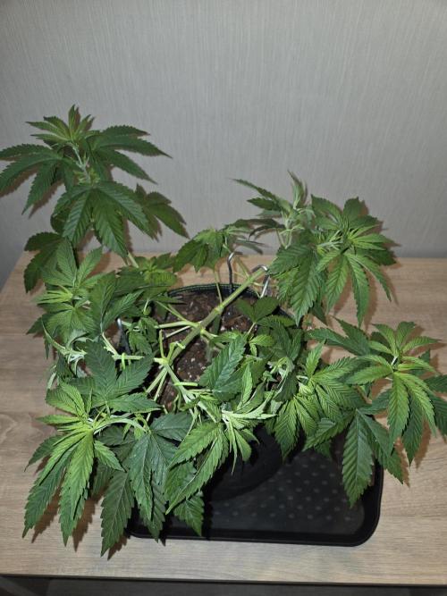 OG Kush. Week 6 - #2