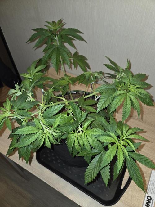 O.G. Kush. Week 6