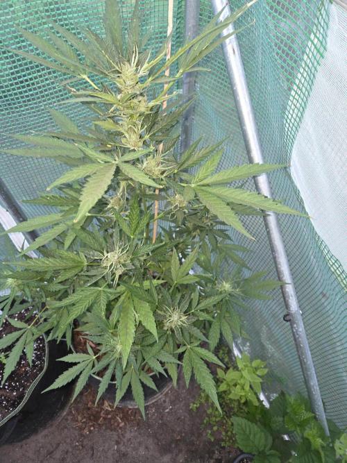 Special Queen Auto. Week 10