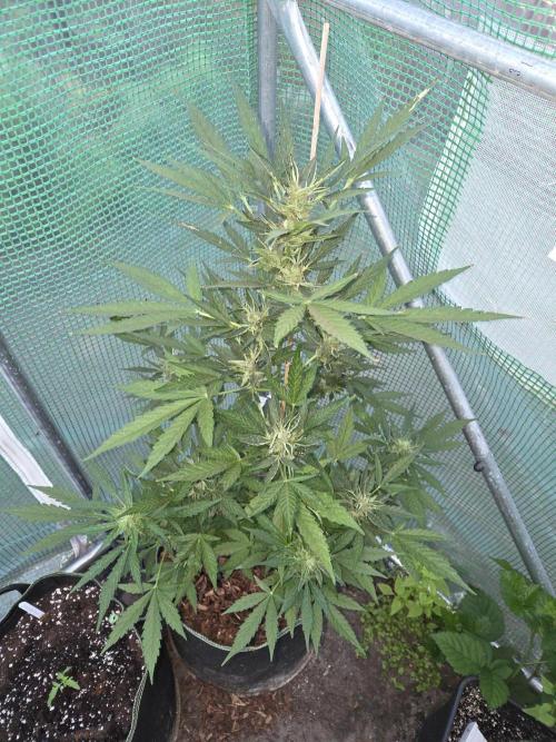 Special Queen Auto. Week 10