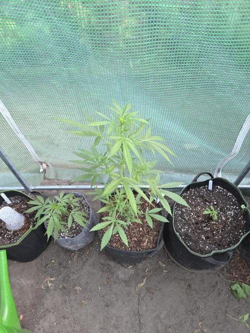 King Louis Auto. Week 4