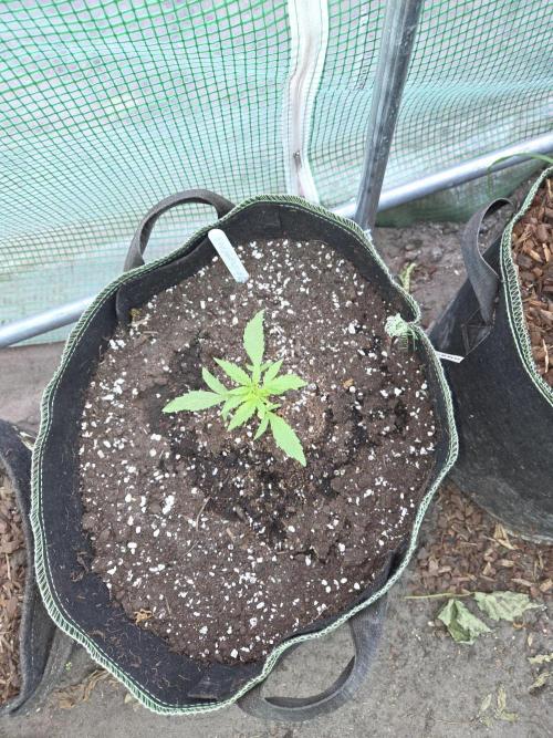 Godfeather OG F1 Auto. Week 3
