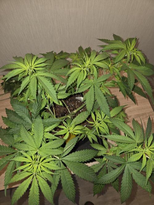 OG Kush. Week 7 - #1
