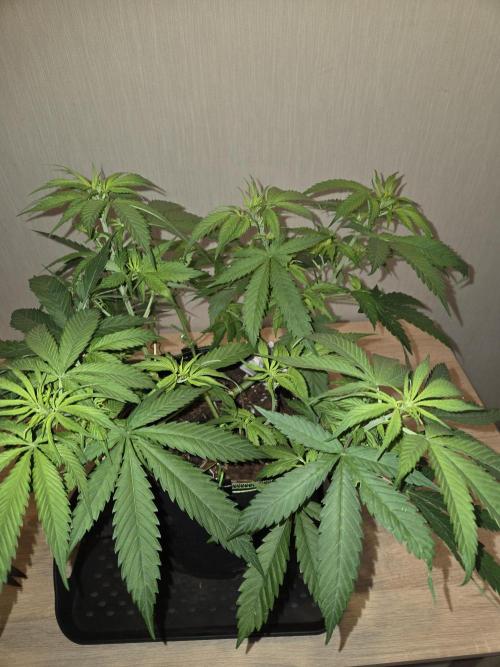 OG Kush. Week 7 - #1
