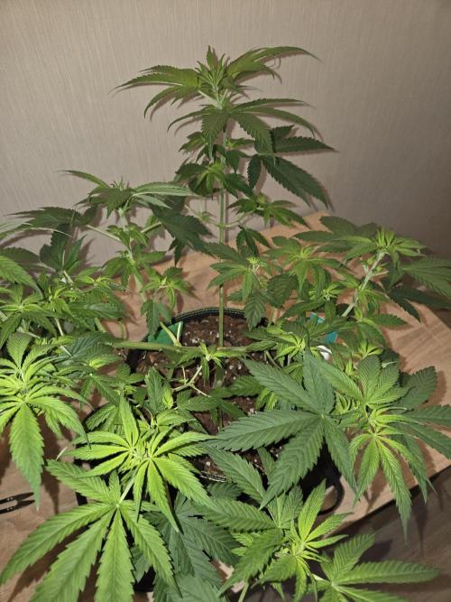 OG Kush. Week 7 - #2