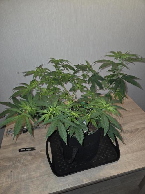 O.G. Kush. Week 7