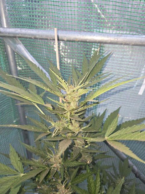 Special Queen Auto. Week 11