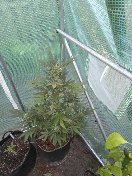 Special Queen Auto. Week 11