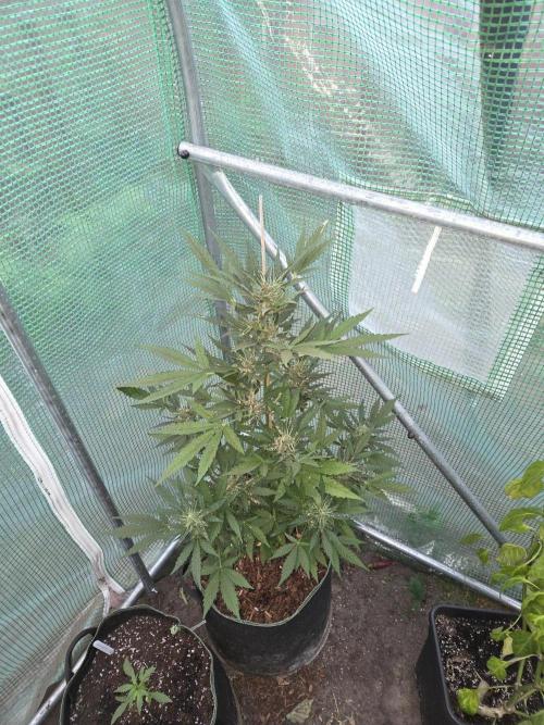 Special Queen Auto. Week 11