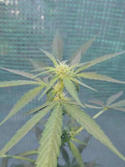 King Louis Auto. Week 5