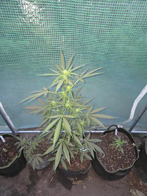 King Louis Automatic. Week 5