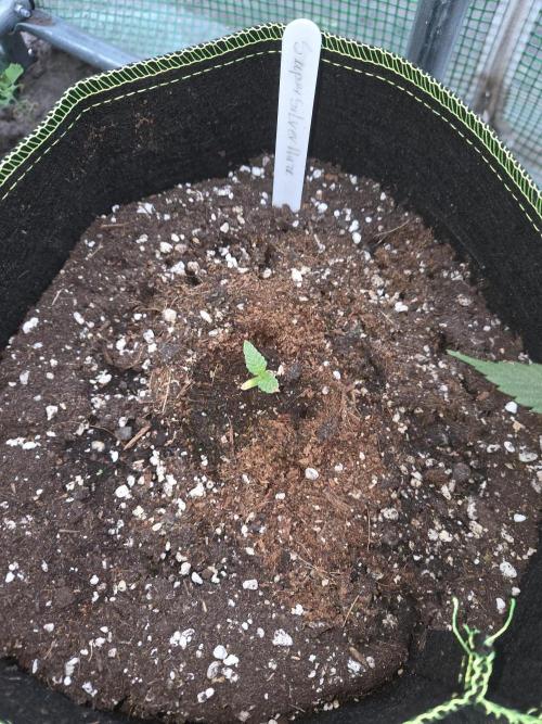 Super Silver Haze . Week 1