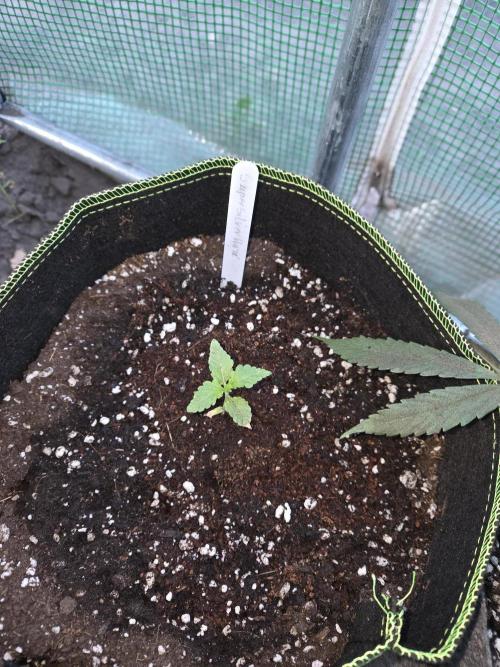 Super Silver Haze . Week 2