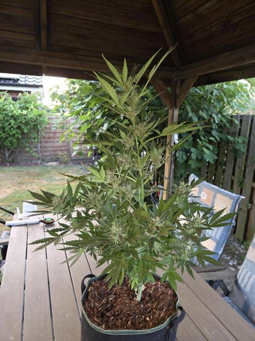 Special Queen Auto. Week 12 - Vor Ernte