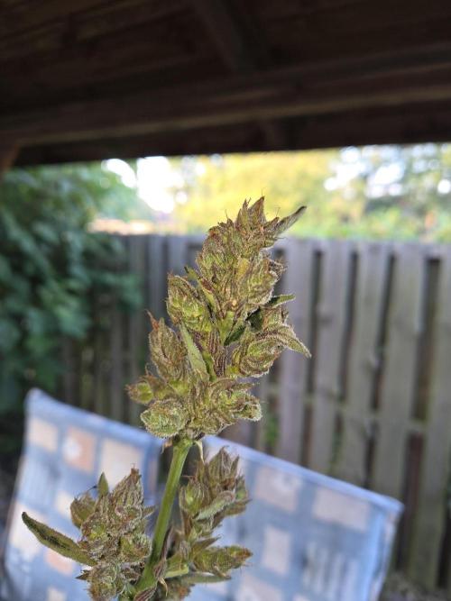 Special Queen Auto. Week 12 - Nach Trimm