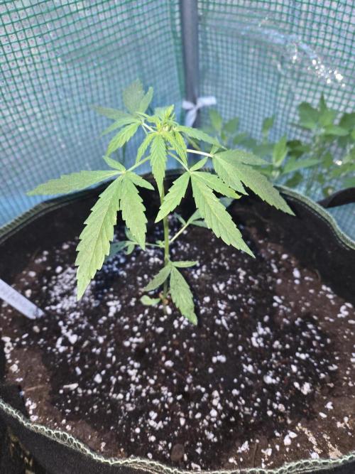 Godfeather OG F1 Auto. Week 4