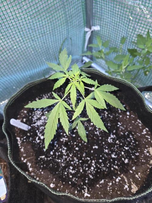 Godfeather OG F1 Auto. Week 4