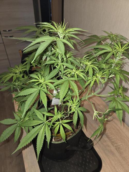 OG Kush. Week 8 - #1