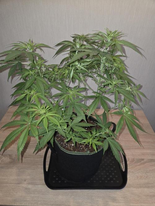 OG Kush. Week 8 - #1
