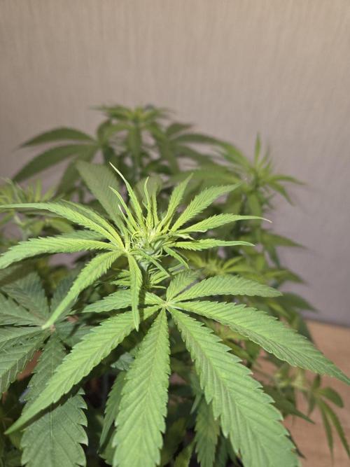 OG Kush. Week 8 - #1