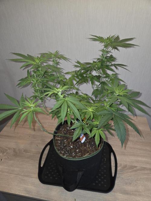 OG Kush. Week 8 - #2