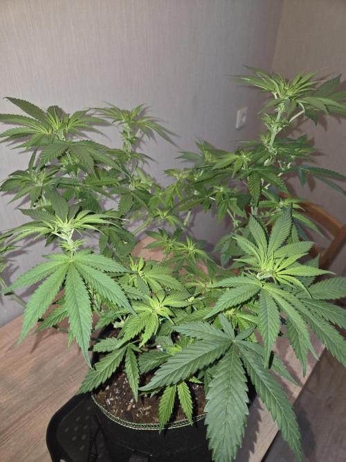 OG Kush. Week 8 - #2