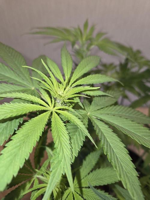 O.G. Kush. Week 8